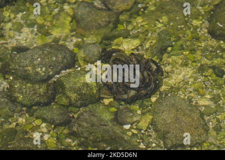 Native shellfish and fish seen in the nearshore ecosystem of Campeche ...