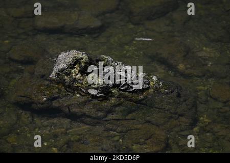 Native shellfish and fish seen in the nearshore ecosystem of Campeche ...