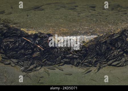 Native Shellfish Native shellfish seen in the nearshore ecosystem of Campeche Bay. On ...