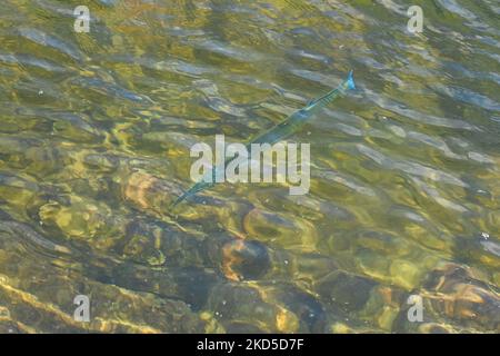 Needlefish hi-res stock photography and images - Alamy