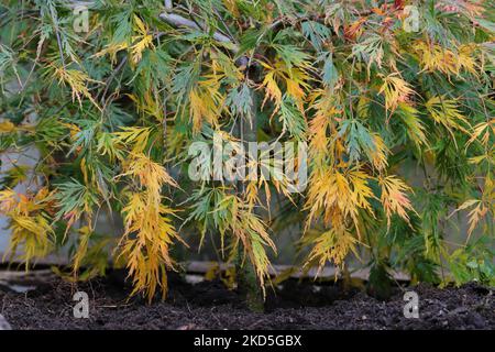 close-up of the leaves of an Acer Palmatum bush with beautiful autumnal coloured leaves Stock Photo