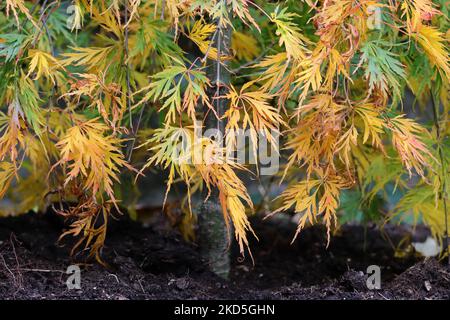 Close-up of autumnally colorful leaves on a small Acer palmatum dissectum bush Stock Photo