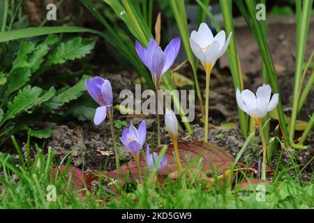 Side view of a small group of white and violet-blue Crocus speciosus flowers in autumn in a garden bed Stock Photo