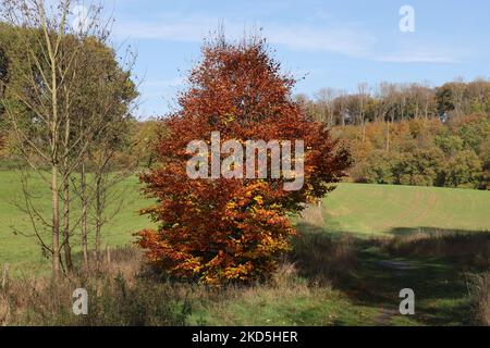 Beautiful golden brown leaves decorate a small beech tree and glow in the light of the afternoon sun Stock Photo