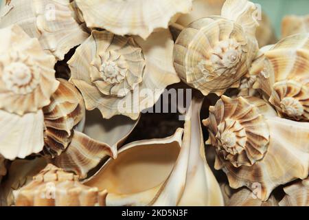Large Lightning Whelk sea-shells, Sanibel Island, Florida, USA, on August 24, 2012. (Photo by Creative Touch Imaging Ltd./NurPhoto) Stock Photo