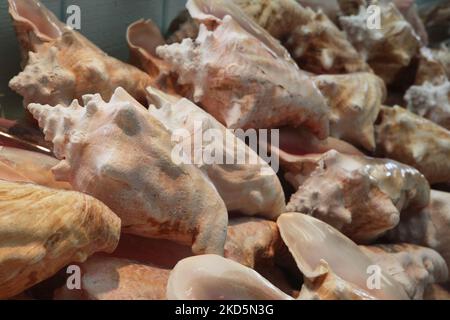 Large conch sea-shells, Sanibel Island, Florida, USA, on August 24, 2012. (Photo by Creative Touch Imaging Ltd./NurPhoto) Stock Photo