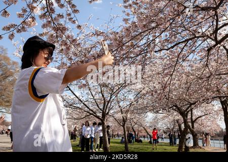 A visitor takes a selfie among the cherry trees at the tidal basin in Washington, DC. The cherry trees were a gift from Japan in 1912, and their blossoms mark the beginning of spring in the DC area. The trees are threatened by climate change as tides become higher, washing the roots of some trees in brackish water. (Photo by Allison Bailey/NurPhoto) Stock Photo