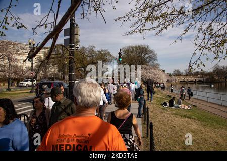 Crowds visit the Tidal Basin in Washington, D.C. on March 22, 2022 as cherry blossom trees reach their 'peak bloom' stage, defined as when 70% of the Yoshino cherry trees along the basin have bloomed. (Photo by Bryan Olin Dozier/NurPhoto) Stock Photo