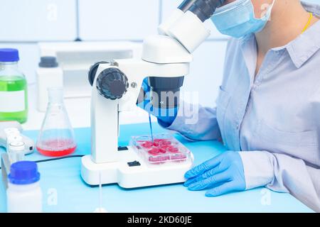 Pathogenic Microbe Lab young female laboratory assistant examines genetically modified ...