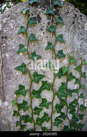 common English ivy (Hedera helix) growing up an old grave head stone in a churchyard Stock Photo