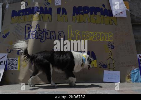 A dog from the Ukrainian community in Mexico City, at the Angel de la Independencia column where a group of people are demonstrating against Russian President Vladimir Putin, after he ordered the start of a military strategy in several Ukrainian cities. (Photo by Gerardo Vieyra/NurPhoto) Stock Photo