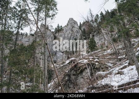 Fallen trees after strong wind in Tatra Mountains during winter season Stock Photo