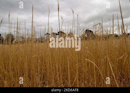 golden yellow farm crop of Sorghum (Sorghum bicolor) growing in a Devon field Stock Photo