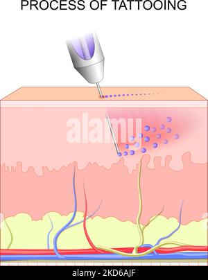 tattoo making. Cross section of layers of a human skin. Close-up of Process of tattooing. pigments in Tattoo inks. permanent makeup. vector poster Stock Vector