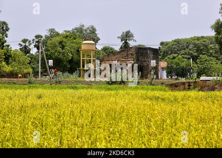 Millet growing in a farmers field in Jaffna, Sri Lanka. (Photo by Creative Touch Imaging Ltd./NurPhoto) Stock Photo