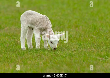Close up of a cute, newborn lamb looking for her mum and bleating.  Stood in green meadow and looking backwards.  Clean background. Horizontal.  Copy Stock Photo