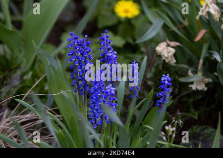 Beautiful bright blue Muscari latifolium or broad-leaved grape hyacinth, growing on the meadow in a forest Stock Photo