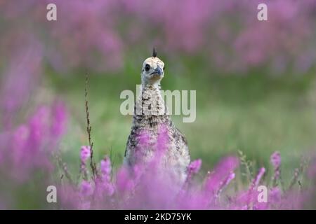 Close up of a Peachick in pink heather, UK. Stock Photo