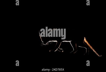 Silhouette of a red fox (vulpes vulpes) at sunset, UK. Stock Photo