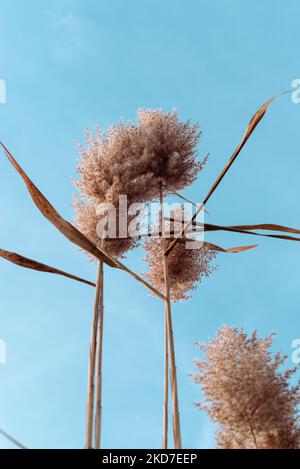 Phragmites australis pretty dried up common reed in autumn waving in the wind near the river dry blue sky pampas soft plant grass outdoor in light pas Stock Photo