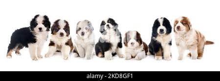 Miniature American Shepherds in front of white background Stock Photo