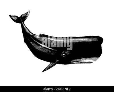 Whale engraving. Realistic illustration of a whale. Black and white drawing Stock Photo