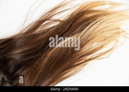 Women's brown dyed hair on a white background, beauty and hair care Stock Photo