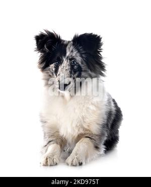 Shetland Sheepdog in front of white background Stock Photo