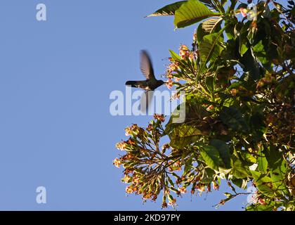 A hummingbird drinks nectar from a flower (in Cusco. On Sunday, 17 April, 2022, in Cusco, Peru. (Photo by Artur Widak/NurPhoto) Stock Photo