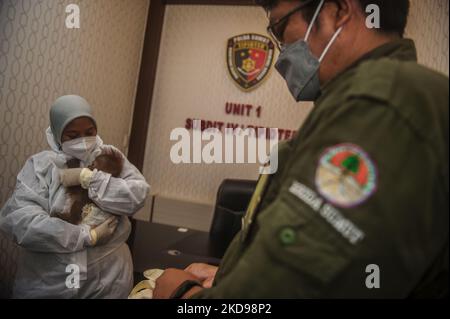 The NGO female veterinarian of the Sumatran Orangutan Conservation Program, Yenny Saraswati was seen together with Indonesian Human Resources Conservation Agency officers wearing anti-virus protection while evacuating evidence, a male Sumatran orangutan baby (called Cemara) at the North Sumatra regional police station, Indonesia on April 28, 2022. A veterinarian of the Sumatran Orangutan Conservation Programme, Yenny Saraswati, was seen wearing anti-virus protection while evacuating evidence of an illegal wildlife trade case, a baby male Sumatran orangutan (called Cemara) from the room of the  Stock Photo