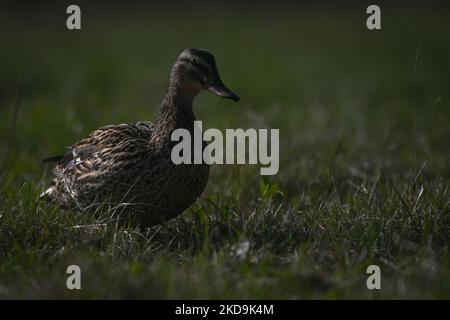 A female Mallard duck grazing near a pond in the South of Edmonton. On Monday, May 9, 2022, in Edmonton, Alberta, Canada. (Photo by Artur Widak/NurPhoto) Stock Photo