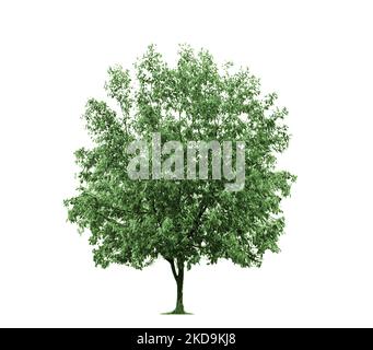 generic deciduous tree isolated on white Stock Photo
