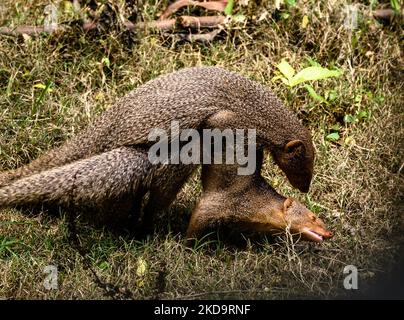 Mating pair of the Indian grey mongoose (Herpestes edwardsii) in grassland at Tehatta, West Bengal; India on May 12, 2022. This species is known for its ability to combat venomous snakes. (Photo by Soumyabrata Roy/NurPhoto) Stock Photo