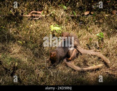 Mating pair of the Indian grey mongoose (Herpestes edwardsii) in grassland at Tehatta, West Bengal; India on May 12, 2022. This species is known for its ability to combat venomous snakes. (Photo by Soumyabrata Roy/NurPhoto) Stock Photo