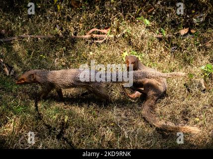 Mating pair of the Indian grey mongoose (Herpestes edwardsii) in grassland at Tehatta, West Bengal; India on May 12, 2022. This species is known for its ability to combat venomous snakes. (Photo by Soumyabrata Roy/NurPhoto) Stock Photo