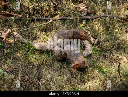 Mating pair of the Indian grey mongoose (Herpestes edwardsii) in grassland at Tehatta, West Bengal; India on May 12, 2022. This species is known for its ability to combat venomous snakes. (Photo by Soumyabrata Roy/NurPhoto) Stock Photo