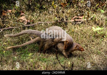 Mating pair of the Indian grey mongoose (Herpestes edwardsii) in grassland at Tehatta, West Bengal; India on May 12, 2022. This species is known for its ability to combat venomous snakes. (Photo by Soumyabrata Roy/NurPhoto) Stock Photo