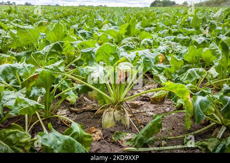 Sugar beet vegetables growing in a field on farmland in Yorkshire, UK Stock Photo