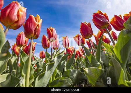 Close up to orange - red tulips against the blue sky. The iconic magical Dutch tulips fields during the spring season. Panoramic view and closeup of red and orange tulips fields near a production site and a tractor. Magic Dutch spring season with the bulbs of Tulip flowers blossoming in the colorful fields of red, white, orange, yellow and other colors in addition to blue and purple hyacinths, yellow and white Daffodil, Narcissus plants. The location of the specific fields is near Lisse close to Amsterdam. The Netherlands is exporting flowers, the Dutch agricultural exports are growing and top Stock Photo