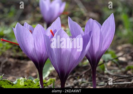 Closeup of Saffron flowers in a field. Crocus sativus, saffron crocus, delicate saffron petals. Saffron crocus flowers Stock Photo