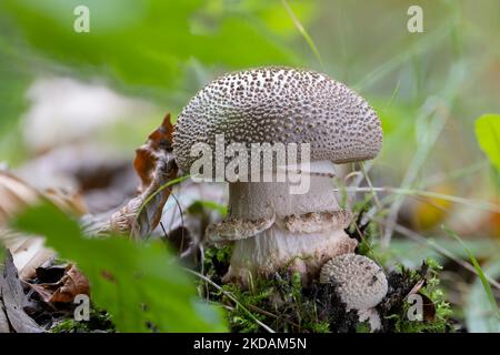 A thick blusher mushroom (Amanita rubescens) in autumn Stock Photo