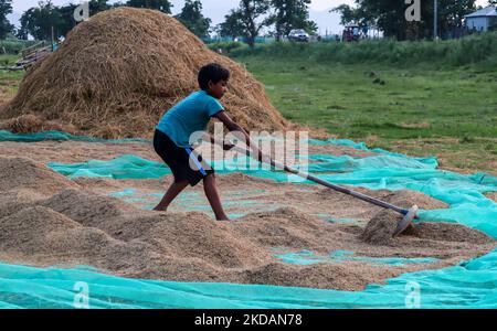 A boy spreading out rice paddy after dry in the sun in Mayong, Assam, India on 22 May 2022. Drying of paddy grains is one of the most important step before sending them to Rice mill. (Photo by David Talukdar/NurPhoto) Stock Photo
