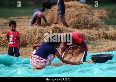 Children helping their parents to spreading out rice paddy after dry in the sun in Mayong, Assam, India on 22 May 2022. Drying of paddy grains is one of the most important step before sending them to Rice mill. (Photo by David Talukdar/NurPhoto) Stock Photo