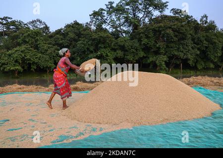 Woman carry rice paddy as she spreading out paddy after dry in the sun in Mayong, Assam, India on 22 May 2022. Drying of paddy grains is one of the most important step before sending them to Rice mill. (Photo by David Talukdar/NurPhoto) Stock Photo
