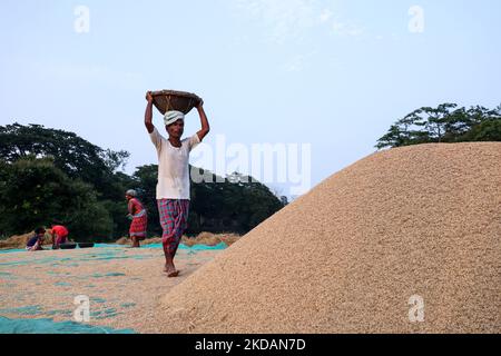 Farmer carry rice paddy as he spreading out paddy after dry in the sun in Mayong, Assam, India on 22 May 2022. Drying of paddy grains is one of the most important step before sending them to Rice mill. (Photo by David Talukdar/NurPhoto) Stock Photo