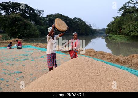 Farmers carry rice paddy as they spreading out paddy after dry in the sun in Mayong, Assam, India on 22 May 2022. Drying of paddy grains is one of the most important step before sending them to Rice mill. (Photo by David Talukdar/NurPhoto) Stock Photo