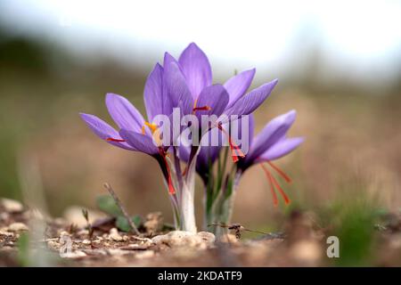 Closeup of Saffron flowers in a field. Crocus sativus, saffron crocus, delicate saffron petals. Saffron crocus flowers Stock Photo