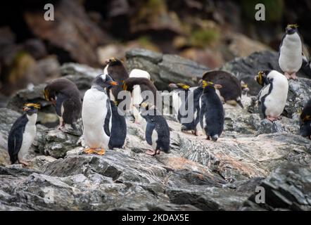 Golden Crested Penguin / Macaroni (Eudyptes chrysolophus) in Cooper Bay on South Georgia in its natural environment Stock Photo