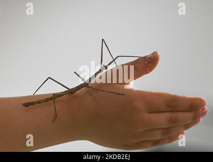 Small Medauroidea extradentata, commonly known as the Vietnamese or Annam walking stick walking on the hand of a young child. Hundreds of visitors attended this year's National Insect Days - an annual event organized since 2000 at the Faculty of Biotechnology and Horticulture at the University of Agriculture in Krakow. On Friday, May 27, 2022, in Krakow, Lesser Poland Voivodeship, Poland. (Photo by Artur Widak/NurPhoto) Stock Photo