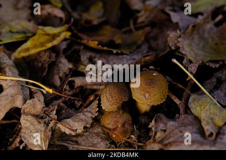 Edible forest mushroom Armillaria mellea commonly known as honey fungus. Mushroom picking. A basidiomycete fungus in the genus Armillaria sinapina clo Stock Photo